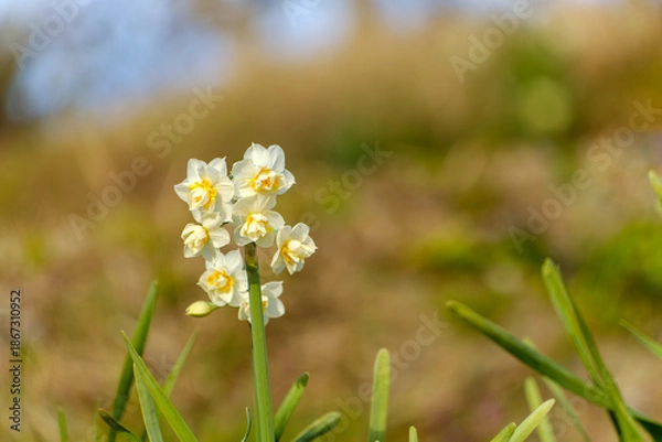 Fototapeta 八重咲きの白い水仙と柔らかな春の背景コピースペース