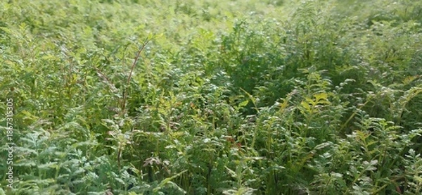 Fototapeta Phacelia sprouts