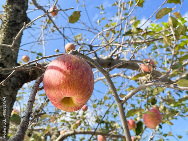Fototapeta 林檎の果樹園。旬の赤いりんごと青空の風景。