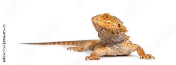 Obraz Bearded dragon lizard looking up on white background