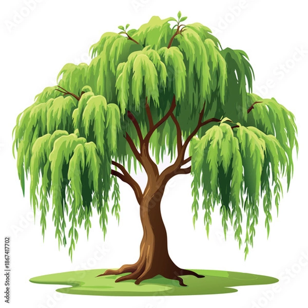 Obraz willow tree illustration
