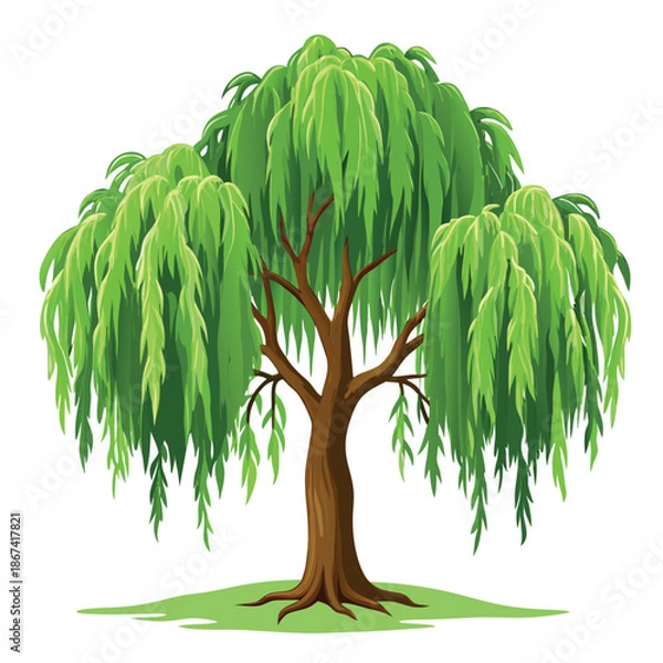 Obraz willow tree illustration
