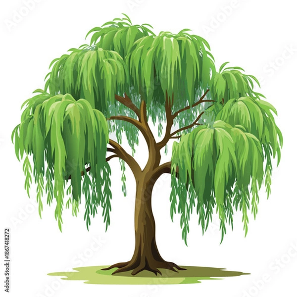 Obraz willow tree illustration