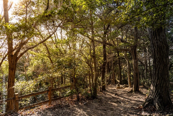 Obraz 森の中の遊歩道と美しい木漏れ日の風景
