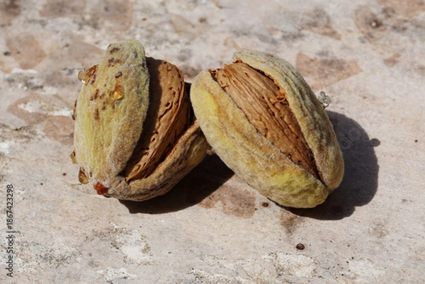 Obraz Two Fresh Raw Almonds Opening

