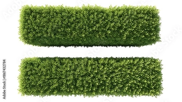 Fototapeta Two Rectangular Green Hedge Sections on White Background
