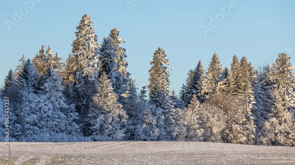 Obraz Mit Schnee bedeckte Bäume