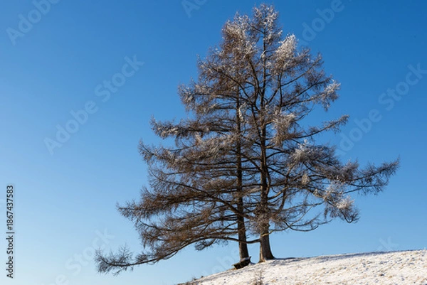 Obraz Baum in der Winterlandschaft