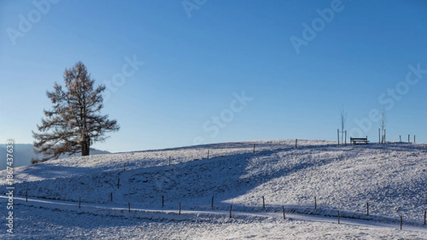 Obraz Einsamer Baum in der Winterlandschaft