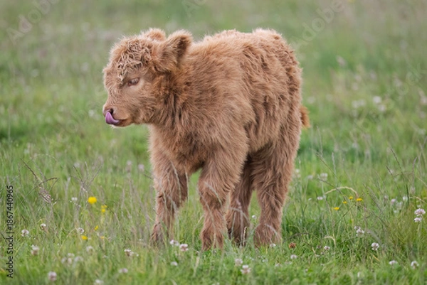 Obraz Highland calf in a field, close up