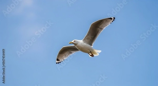 Obraz Seagull flying with clear sky.