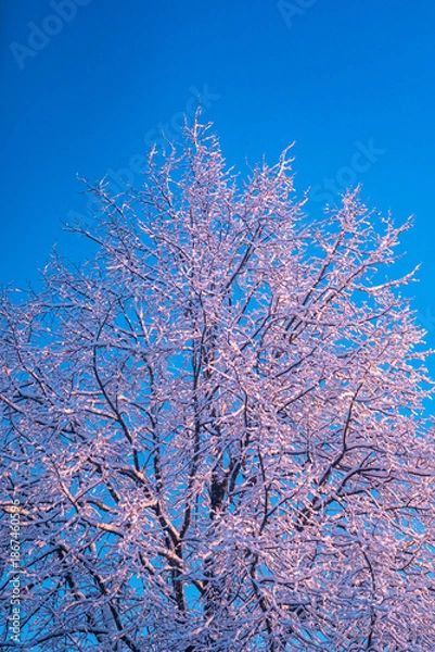 Obraz snow covered tree