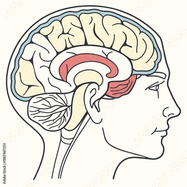 Obraz human brain anatomy