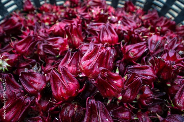Obraz Fresh Roselle Hibiscus Calyces Background