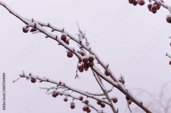 Obraz branches covered with snow with small red apples