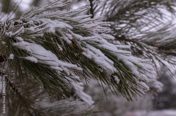 Obraz pine branches covered with snow and ice