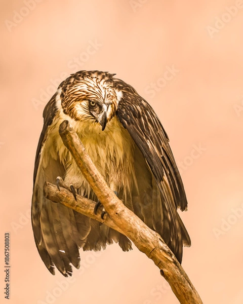 Obraz A Philippine Eagle