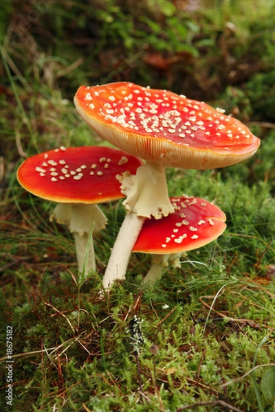 Fototapeta Three Fly Agarics