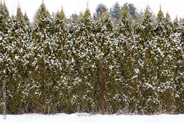 Obraz snow covered pine tree