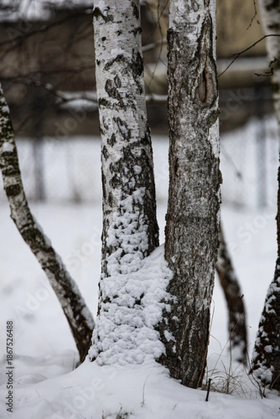 Obraz snow on a tree’s bark