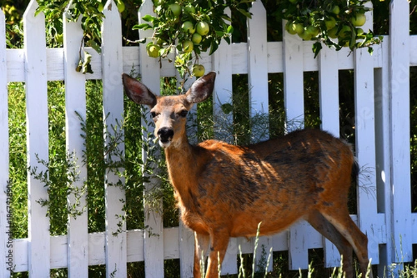 Obraz Deer Helps Itself to Green Apples