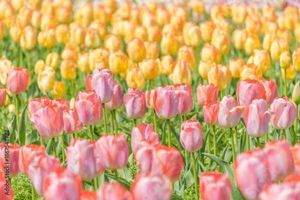 Fototapeta 春爛漫のチューリップ畑