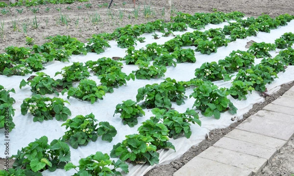 Obraz Growing strawberries using white agrofiber