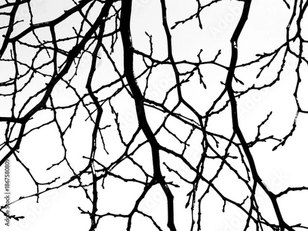 Obraz Tree branches on a white background