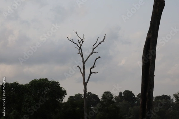 Obraz Tree branches, nature environment, environment and flora 