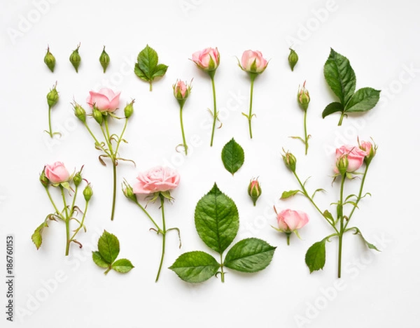 Fototapeta Decorative pattern with pink roses, leaves and buds on white background. Flat lay, top view