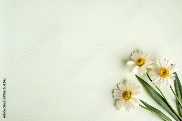 Obraz Daisies on a Soft Green Background