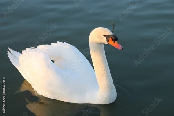Obraz cygne