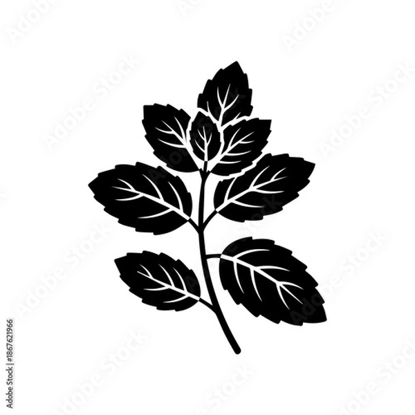 Fototapeta Simple leaf illustration isolated on transparent background, Vector