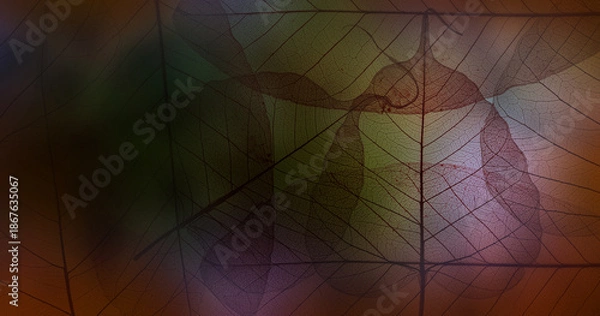 Obraz leaf texture, leaf background with veins and cells