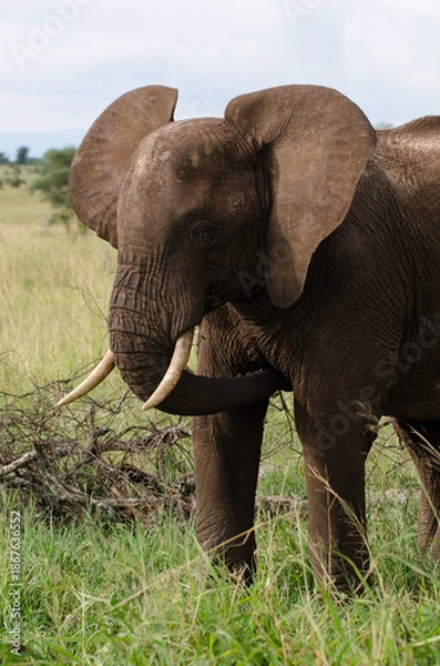 Fototapeta Eléphant d'Afrique