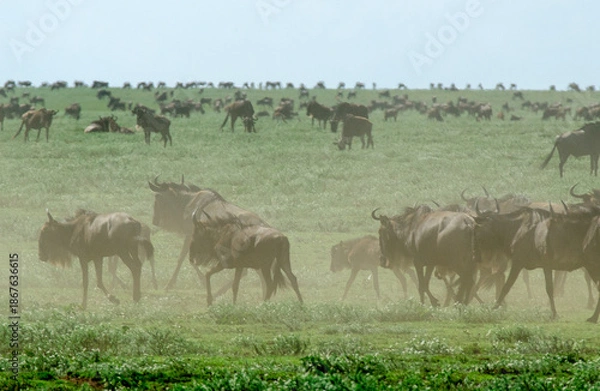 Fototapeta Gnou à queue noire
