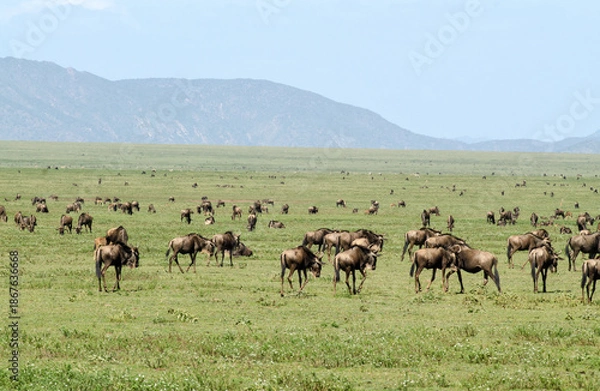 Fototapeta Gnou à queue noire