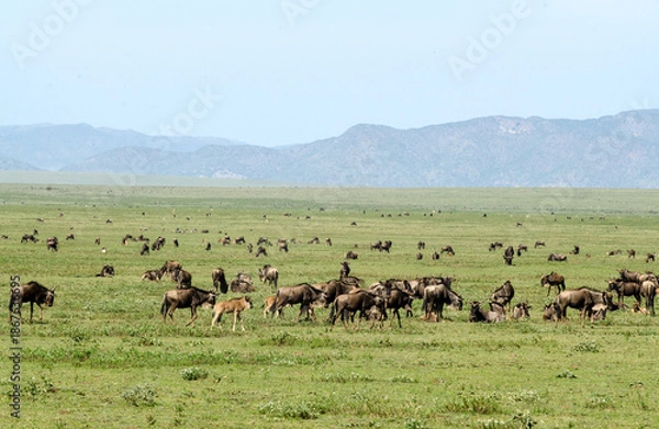 Fototapeta Gnou à queue noire