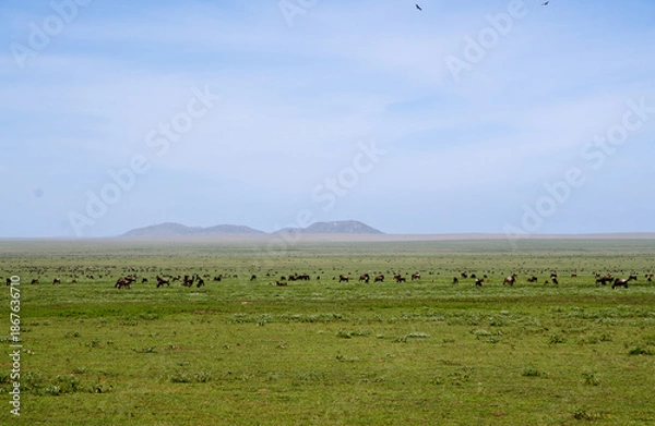 Fototapeta Gnou à queue noire