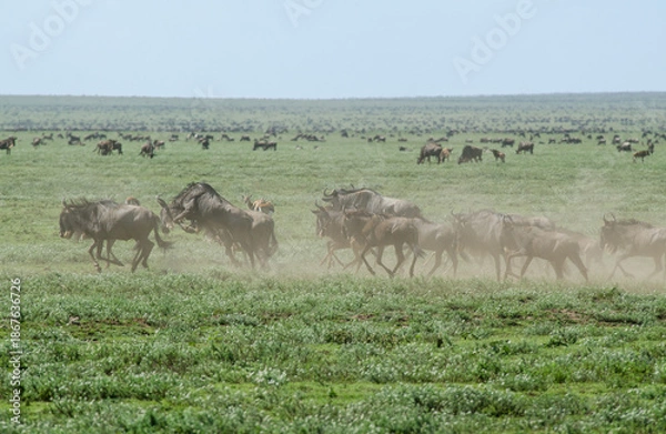 Fototapeta Gnou à queue noire