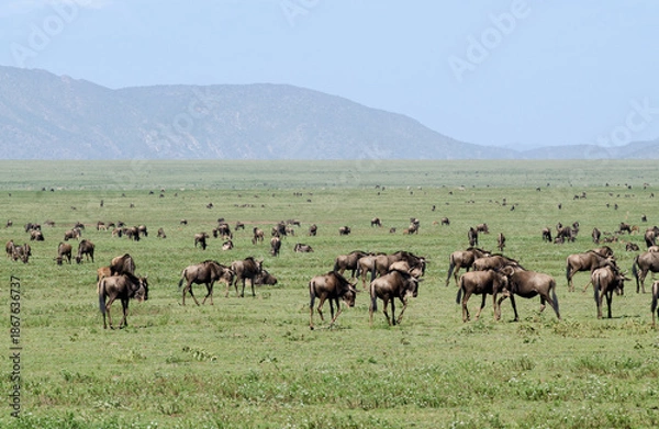 Fototapeta Gnou à queue noire