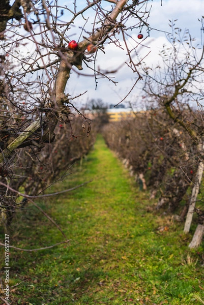 Obraz empty autumn orchard with leafless trees growing in a row