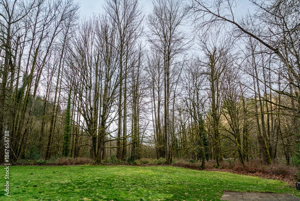 Obraz Renton Winter Trees 2