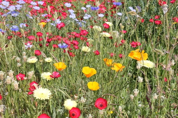 Obraz fleurs sauvages 