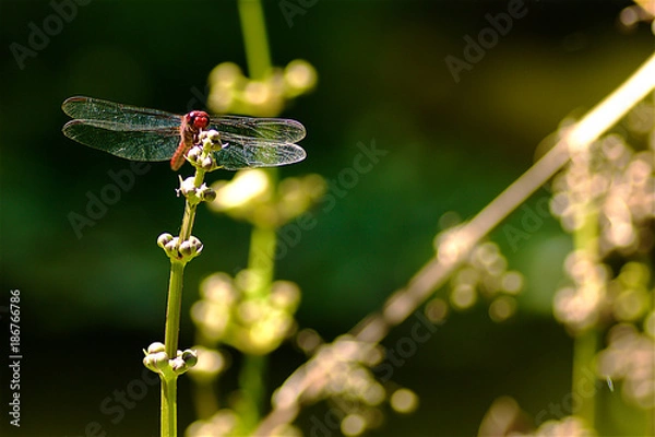 Obraz Libélula posando