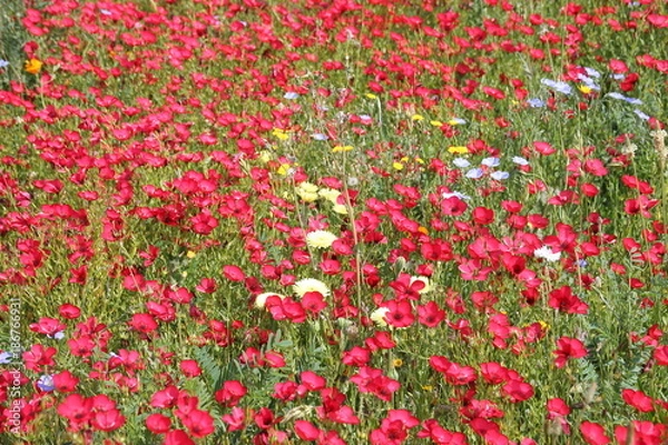 Obraz fleurs sauvages