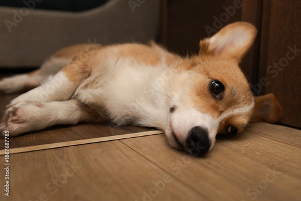 Obraz dog sleeping on the floor