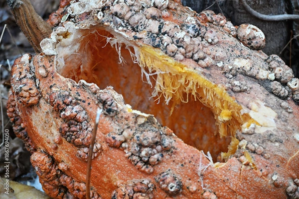 Obraz Rotting Bumpy Pumpkin