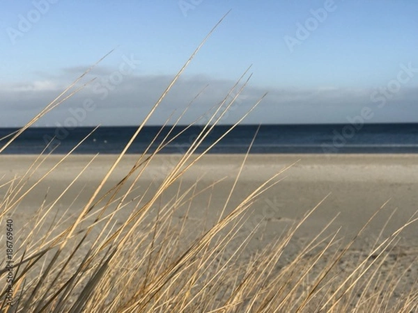Obraz Sonniger Wintertag am Prerower Ostseestrand mit Dünengras