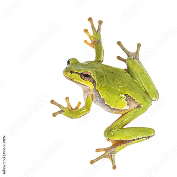 Obraz European tree frog on white background
